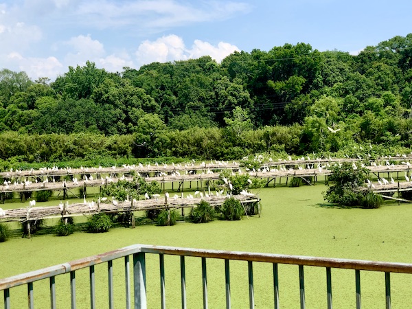 Algae green water with rows of perches for Egrets and other birds.