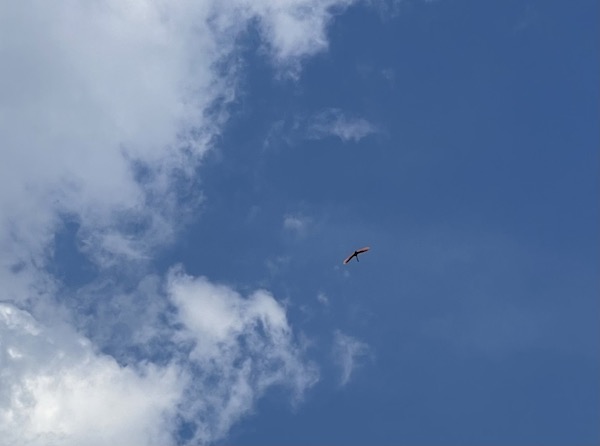 Blue sky with puffy white clouds and a pink spoonbill in flight.