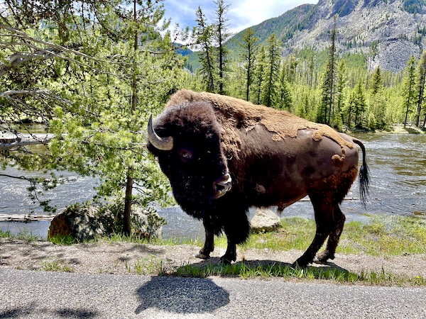 Guide to Full Time RV Living Part 2 bison next to our Jeep in Yellowstone National Park
