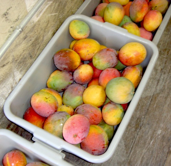 Rectangular buckets holding lots of ripe mangoes