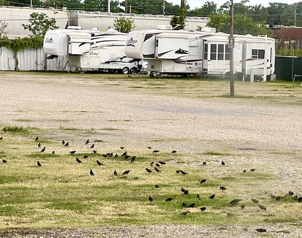 Two white Fifth Wheels at a campground showing What Type of RV is Best for You?