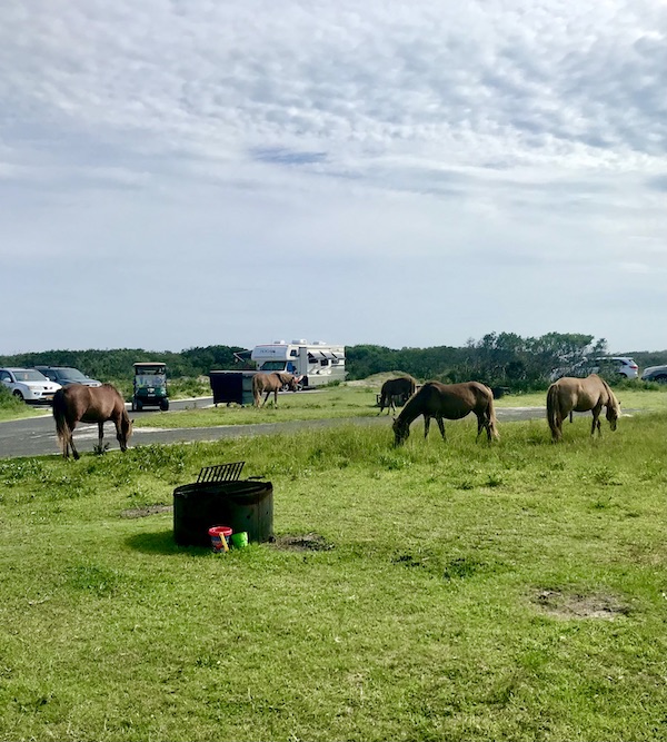 Wild horse wandering the campground at the Assateague Island National Seashore.