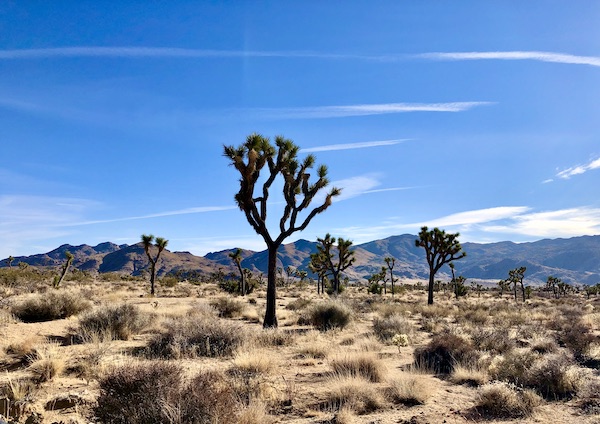 Cactus. sand and mountains at Joshua Tree NP/. Part of my 3 Years RVing Year 1 Recap