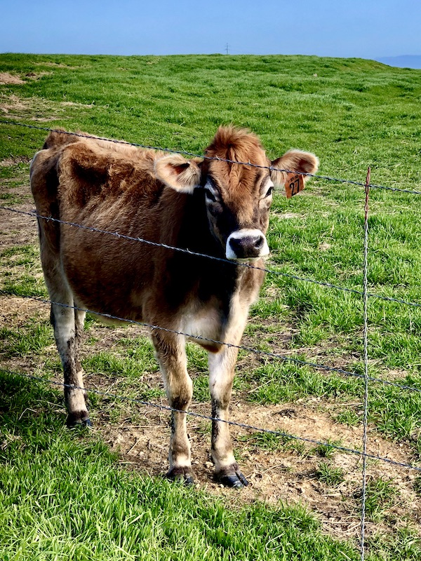 Beautiful brown dairy cow at a farm in Petaluma CA