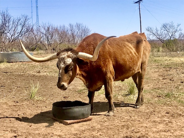 Huge brown Texas Longhorn steer in a field in Amarillo TX