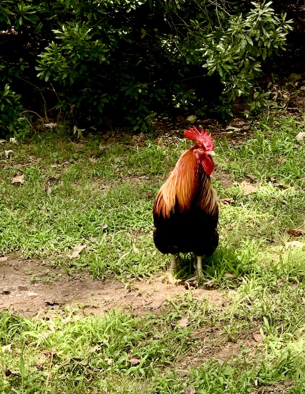 3 Years RVing Year 1 Recap, rooster at campground in Shawboro NC