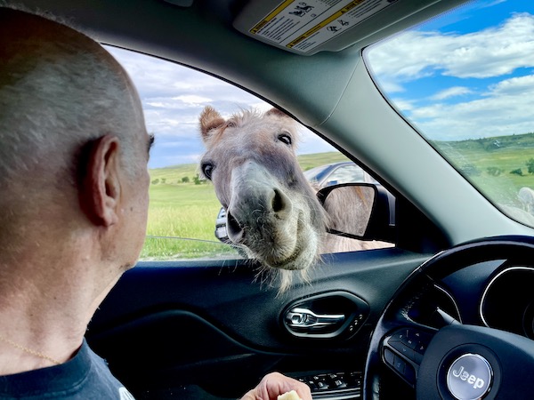 A mule with his head in our Jeep begging Steve for food. Part of my 3 Years RVing Year 3 Recap
