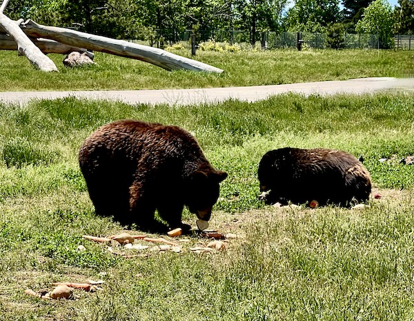 A pair of dark brown bears at Bear Country USA in SD. Part of my 3 Years RVing Year 3 Recap