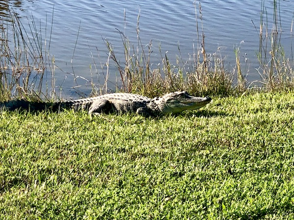 Large gator on the grass by a pond. Part of my 3 Years RVing Year 3 Recap