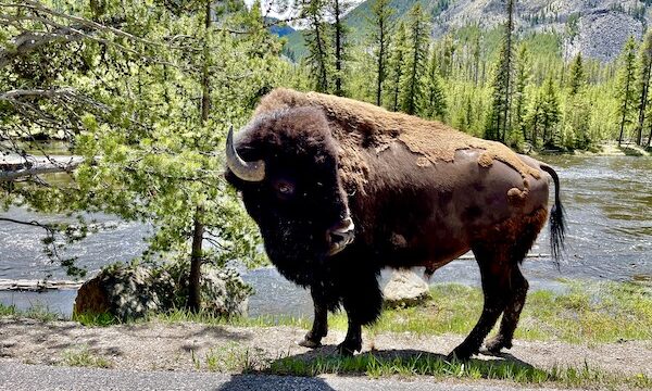 Large bison with trees and mountains around him. 3 Years RVing Year 3 Recap