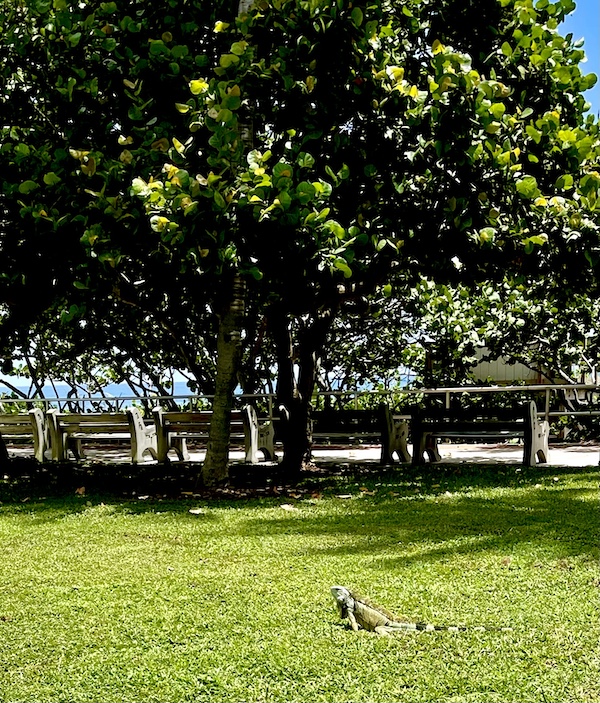 Huge iguana on the lawn by the beach near John Prince Park Campground Lake Worth FL