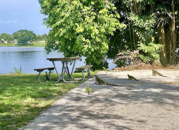 Variety of lizards crossing a paved campsite at John Prince Park Campground Lake Worth FL