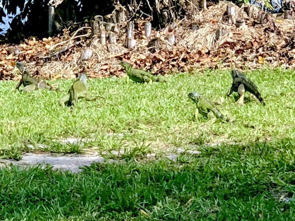 Five or more green lizard on the grass at John Prince Park Campground Lake Worth FL