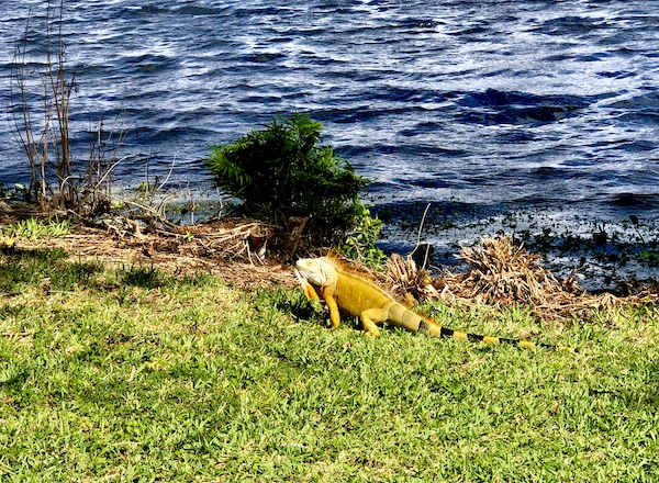 Gold colored giant lizard on the grass by the lake at John Prince Park Campground Lake Worth FL