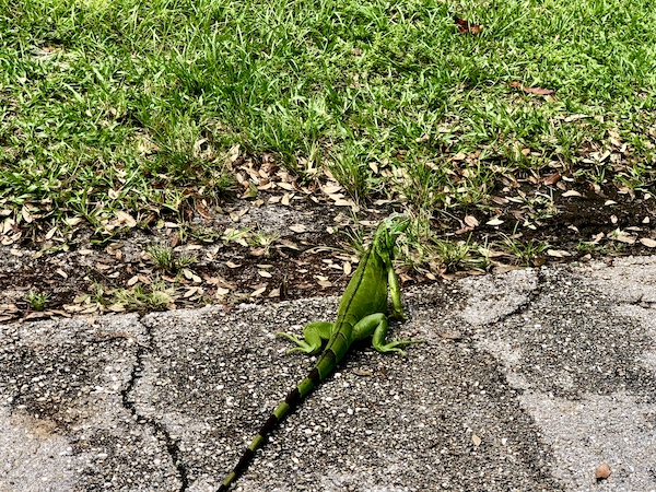 Large green lizard on the paved RV parking space at John Prince Park Campground Lake Worth FL