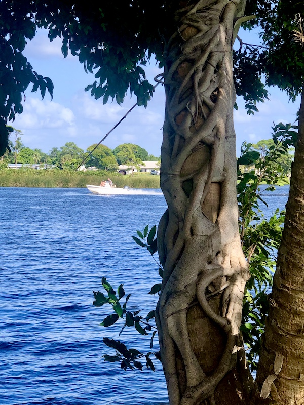 Tree in foregrounds has interesting pattern on trunk. Lake in background at John Prince Park Campground Lake Worth FL