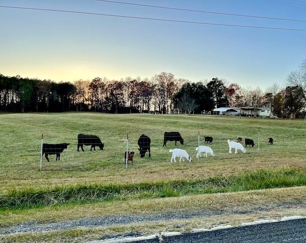 Small farm with cattle grazing in NW South Carolina