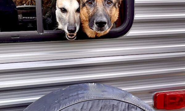 Pair of German Shepherd dogs, 1 white and 1 brown, with heads out of a camper window.