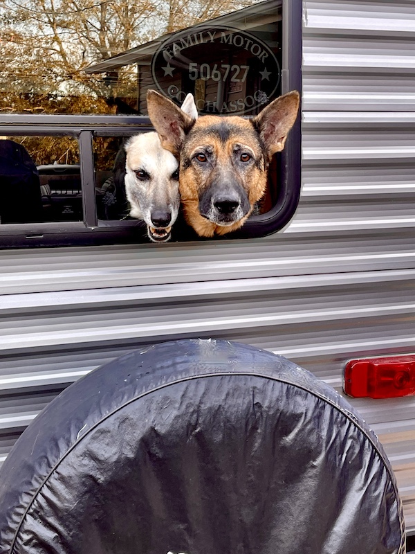 Pair of German Shepherd dogs, 1 white and 1 brown, with heads out of a camper window.