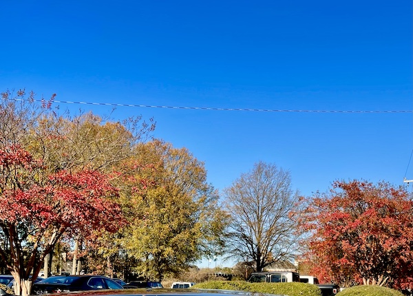 2 Weeks in Northwestern South Carolina revealed the last colored leaves of autumn on the trees.