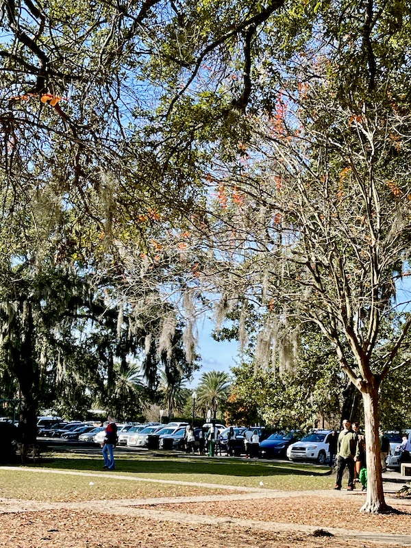 Trees by Café du Monde City Park NOLA with hanging Spanish Moss and a few orange leaves.