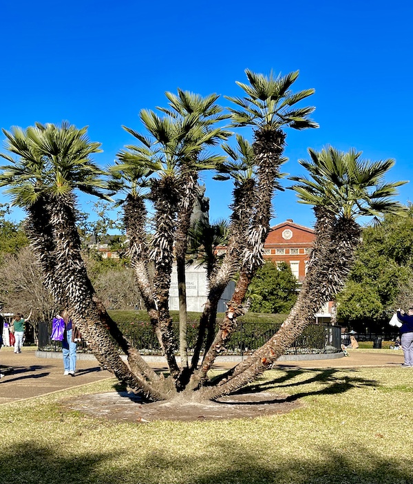 Multi-branched palm tree in Jackson Square New Orleans