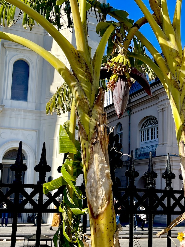 Banana tree with banana bunch in Jackson Square New Orleans