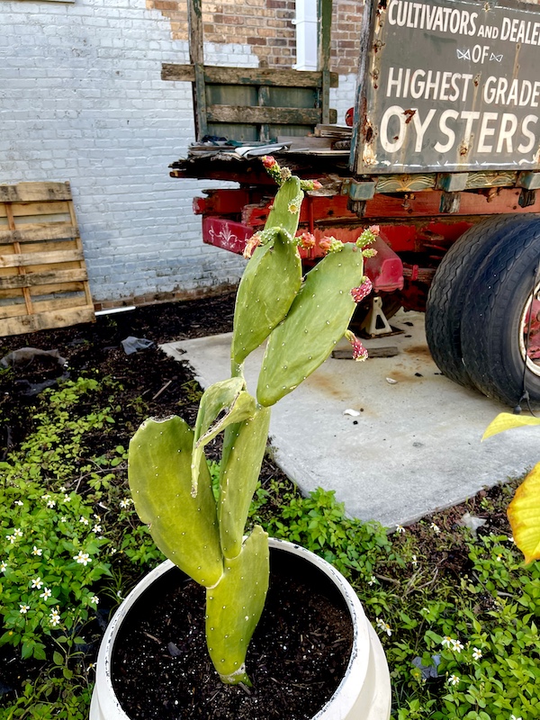 Prickly Pear cactus with fruit and an antique pick-up truck at SoFab NOLA is So Fabulous!