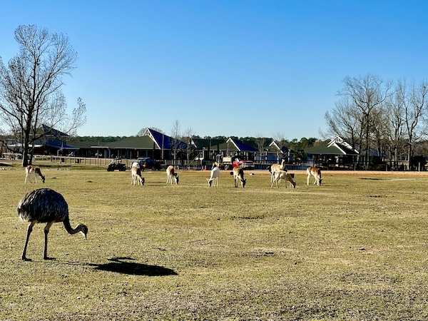 Long necked bird pecking the grass with several deer in distance at Global Wildlife Center Folsom LA