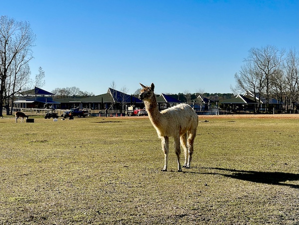 At Global Wildlife Center Folsom LA a lone llama stand guard