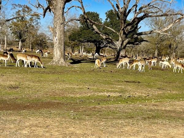 At Global Wildlife Center Folsom LA a field with trees and lots of deer and antelope
