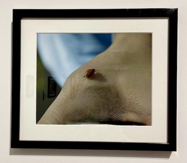 Photo of a ladybug on a hand on display at The Grace Museum Abilene TX