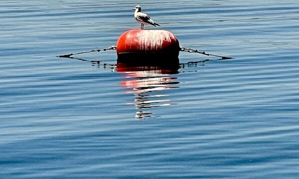 Seagull rests on a buoy in the middle of Lake Skinner Temecula CA