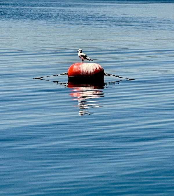Seagull rests on a buoy in the middle of Lake Skinner Temecula CA
