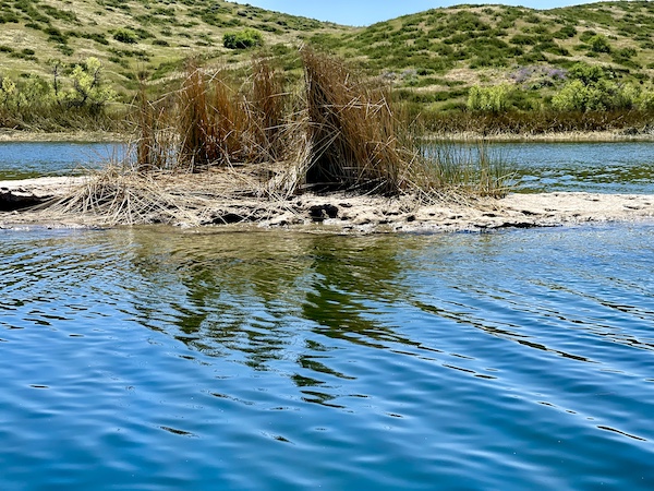Lake Skinner Temecula CA with reeds and sand forming a peninsula off the banks of the lake.
