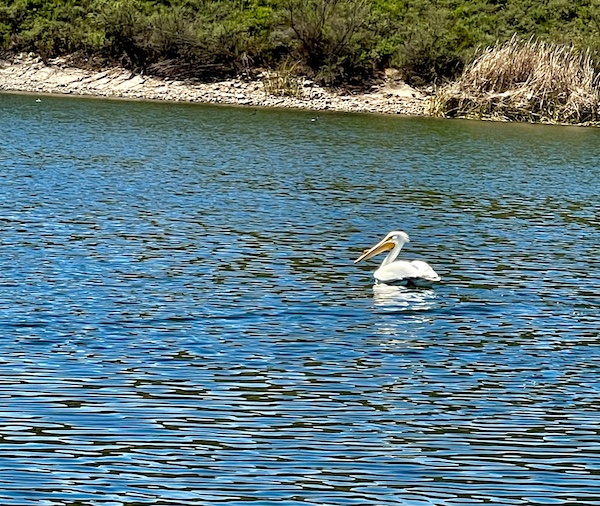 Single pelican floating on Lake Skinner Temecula CA