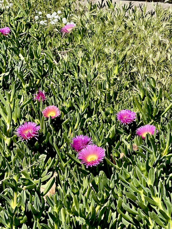 Hot pink and yellow flowers in a field of green at Lake Skinner Temecula CA