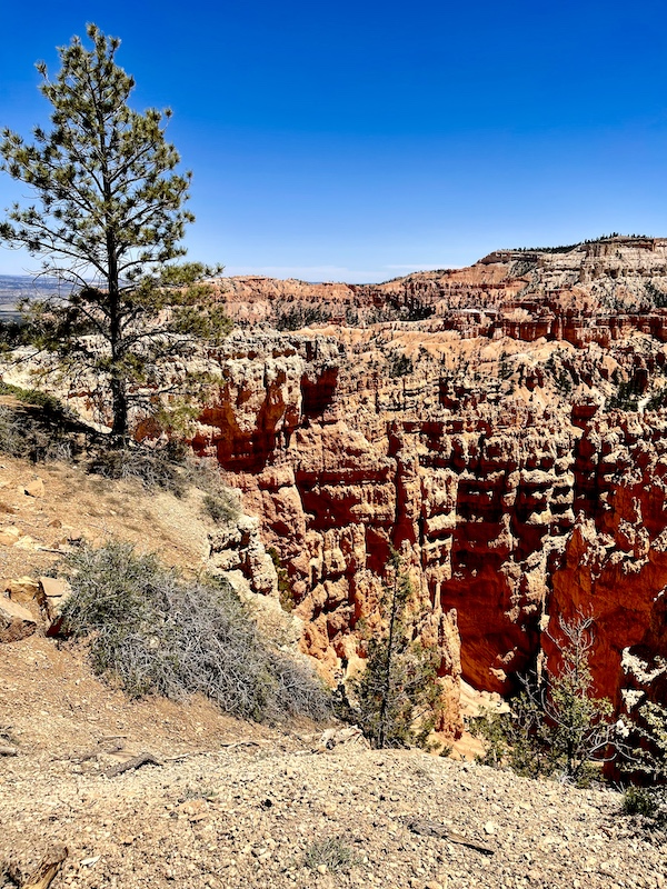 Single tall tree appears to be standing guard over this section of Bryce Canyon National Park