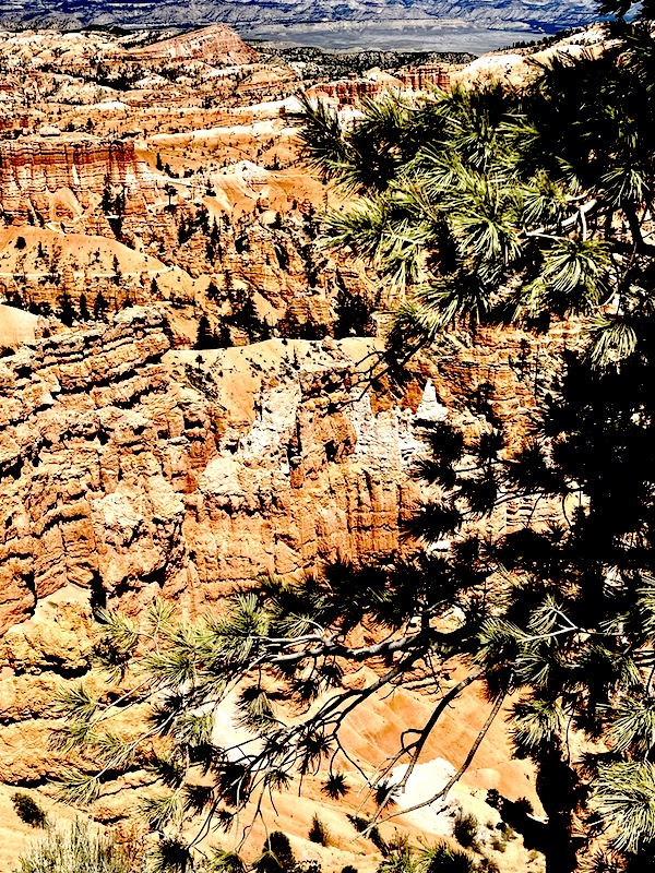 Trees dot the red rock terrain at Bryce Canyon National Park