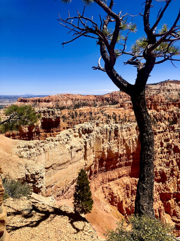 Varying levels of colorful rock formations that look like an amphitheater at Bryce Canyon National Park