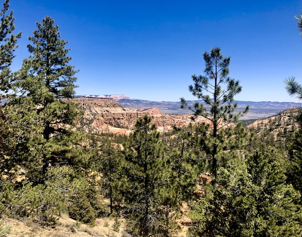 Viewing the canyons and mountains through evergreen trees at Bryce Canyon National Park