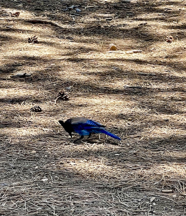 Deep blue jay bird pecking for worms at Bryce Canyon National Park