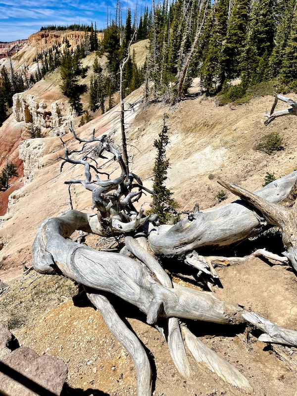 Large, artistic piece of dead wood at Cedar Breaks National Monument