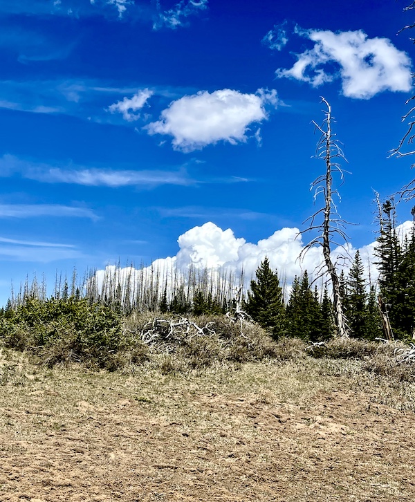 Sparse grass, juniper trees, deep blue sky and puffy white clouds at Cedar Breaks National Monument