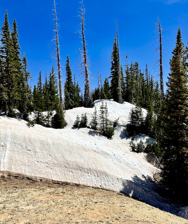 Piles of snow going half way up the trees at Cedar Breaks National Monument