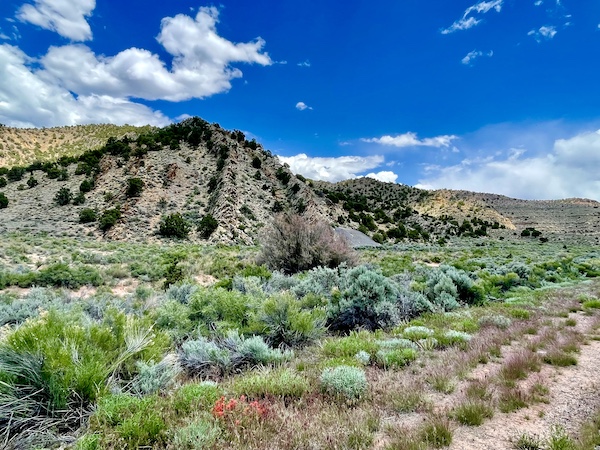 Mountains dotted with trees and sage green plants in foreground on our way to Petroglyphs of Parowan Gap Utah