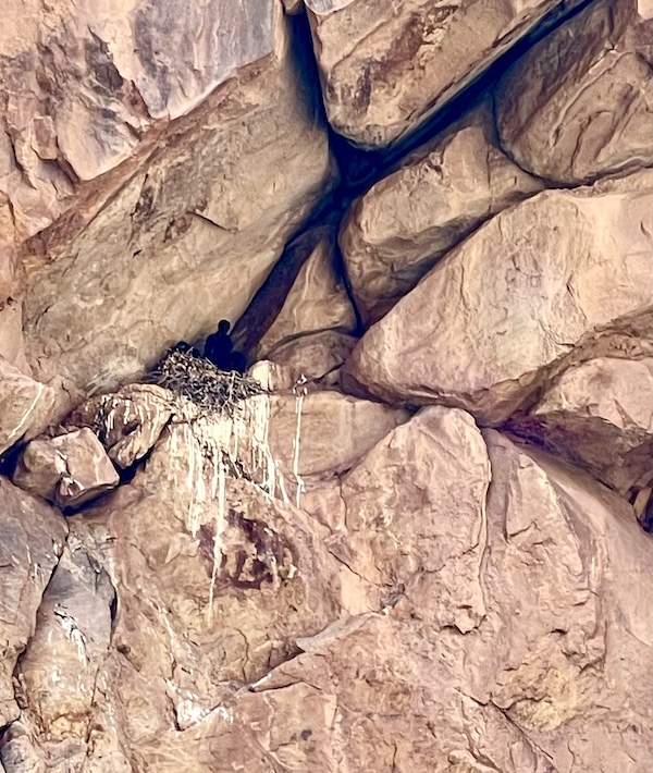 Mountain with opening holding a ravens nest and black bird at Petroglyphs of Parowan Gap Utah