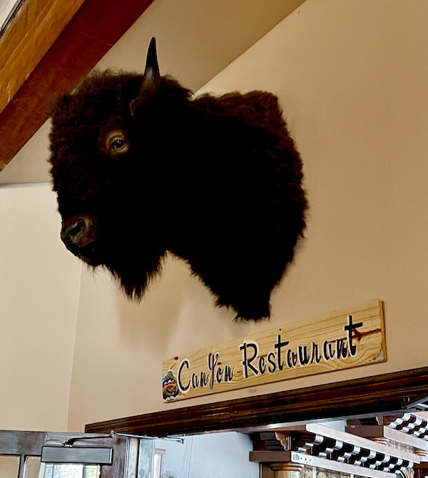 Stuffed bison head at the entrance to our lunch during our day at Scenic Mount Charleston Nevada