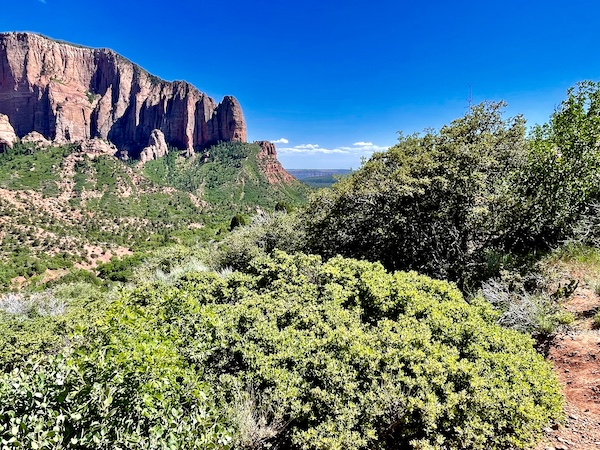 Fortress-like red rock formations in the distance with trees and other green plants at Zion National Park Kolob Canyons