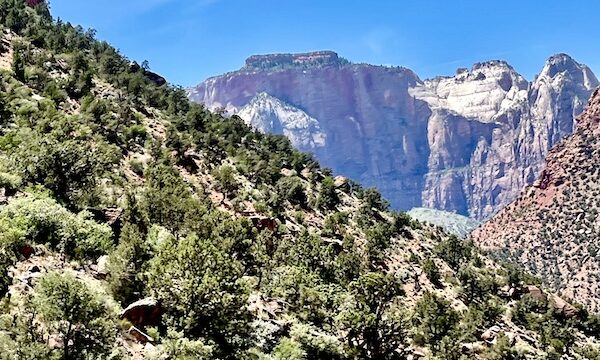 Colorful mountains of every hue with plants growing on the ones in the foreground at Zion NP